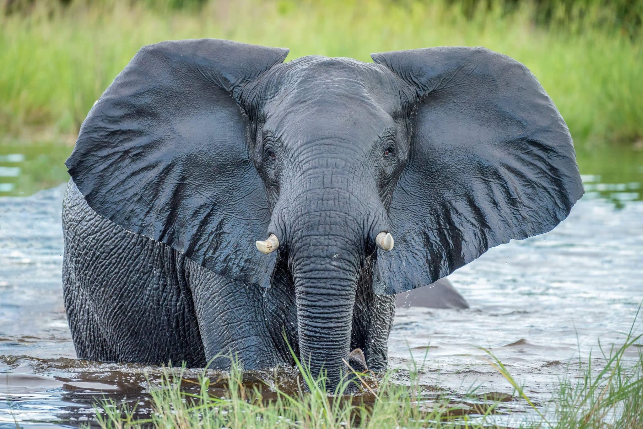 Elephant close-up in Botswana's Chobe National Park